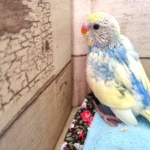 緊張気味ですが、食べることで心開く～セキセイインコ　パステルレインボー～～
