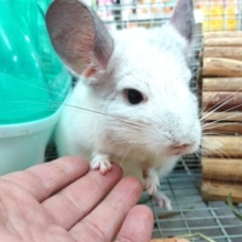 最新画像☆　遊び好き！チンチラ パイド 男のコ