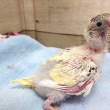 久々です♪　セキセイインコ　４色ハルクィン　2021　２月２８日
