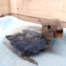 上品☆☆☆　コザクラインコ　ブルーオパーリン　2021　２月２８日