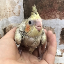 お探し中の方必見☆大人気のオカメインコヒナ(シナモンパール)