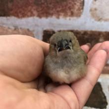 体は小さいけどいっぱい食べる★キンカ鳥ヒナ〜！