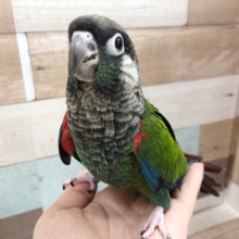 超ホヤホヤ最新画像♪濃い緑がカッコイイ！アオシンジュウロコインコのヒナが来ました〜