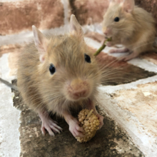 可愛すぎて困ります(T_T)サンドデグーくん