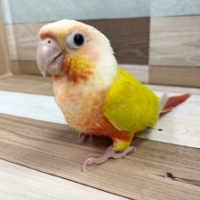 最新画像アップしました☆派手で極美カラーのホオミドリウロコインコ　サンチークさん来ました！