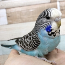 超ホヤホヤ最新画像★ヒナエサ卒業！馴れてるジャンボセキセイインコさん♪