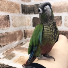 愛情たっぷり♥ウロコインコヒナ(ノーマル)