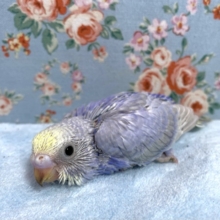 セキセイインコ  パステルレインボーライラック  2月1日