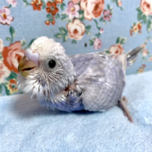 セキセイインコ  ライラック  2月2日