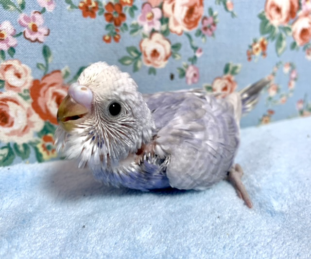 セキセイインコ ライラック 2月2日