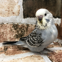 超ホヤホヤ最新画像★人気です！お探しの方～会いに来てねっ　ジャンボセキセイインコ～～