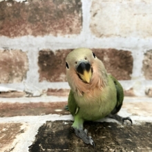 超ホヤホヤ最新画像♪まんまるバディが目印ですっ！コザクラインコヒナ(ノーマル)