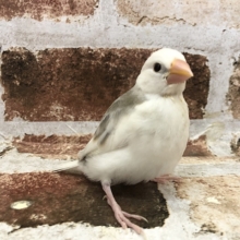 ご飯の時間は飛ぶよ～☆白文鳥ヒナ