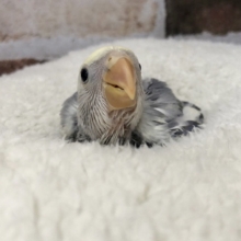 ワタワタが迷子…？？コザクラインコヒナ(ホワイトフェイス　コバルトパイド)