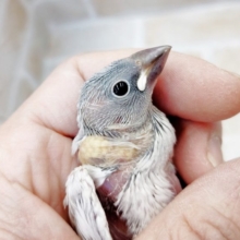 渋めのカラーがうけてます！シルバー文鳥　2021年02月08日