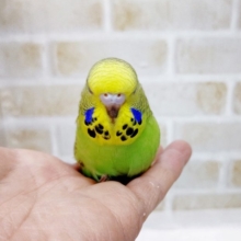 大きな大きな子！ジャンボセキセイインコ☆ノーマル 2021年02月16日