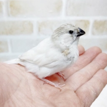 白い　錦花鳥（きんかちょう）　2021年02月17日