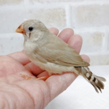 淡いカラーが素敵♪　錦花鳥（きんかちょう）☆シナモン　2021年02月17日