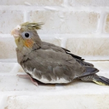 おめめまんまる～　オカメインコ☆ノーマル　2021年02月17日