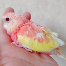 パステルピンクxパステルイエロ　アキクサインコ☆ルビノー　2021年02月28日