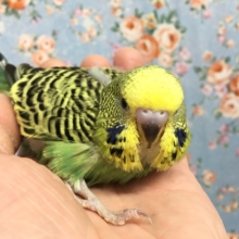 ジャンボセキセイインコ　２０２０年１２月生まれ