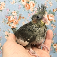オカメインコ（ノーマル）２０２０年１２月生まれ