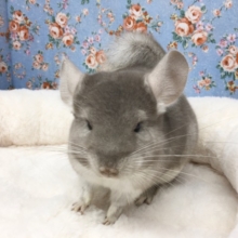 チンチラ（シナモン）男の子　２０２０年１１月生まれ