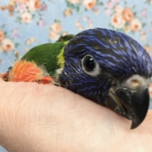 ゴシキセイガイインコ　２０２０年１２月生まれ