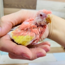 人気カラーのアキクサインコさん♪