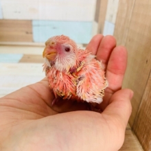 大人気！アキクサインコ(ルビノー)が入舎しました！