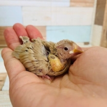 人気種の人気カラー☆シナモン文鳥♪