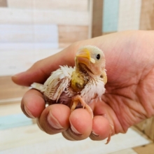 真っ白な羽根が美しい☆白文鳥さん！！