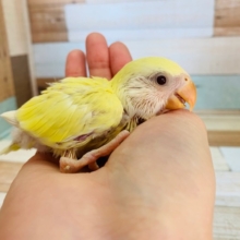 淡い色がステキ☆コザクラインコ(クリーム)さん♪