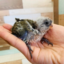 うぶうぶ♡アキクサインコ(ノーマル)が入舎です♪