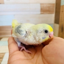 ごはん催促しっかりしてくれます！セキセイインコ(パステルレインボーパイド)♪