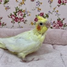 待望の!! オカメインコ“ルチノー”  2021.2/5撮影