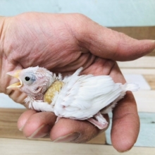 １番人気白文鳥ヒナも入舎してますよ！！