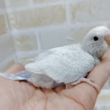 さわやか～　セキセイインコ☆ライラック（ホワイトウイング）2021年02月04日