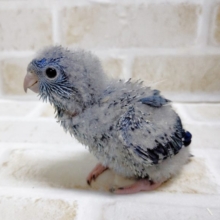 深いブルー　サザナミインコ☆コバルト　2021年02月04日