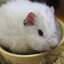 巻き毛がかわいい♪テッセルモルモットさん