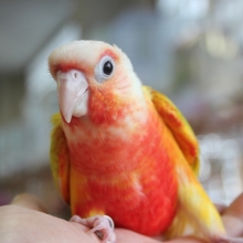 レアです！ホオミドリウロコインコ(サンチーク)