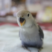 手乗り　コザクラインコ（バイオレット）☆