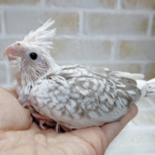 人気です！　オカメインコ☆ホワイトフェイスシナモンパール　2021年03月12日