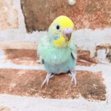 セキセイインコさん入荷～♪(パステルレインボー)