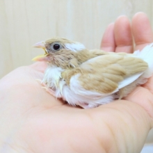ブドウ目の美鳥！十姉妹ヒナいますよ〜