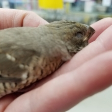 珍しい大一紅鳥さん♪