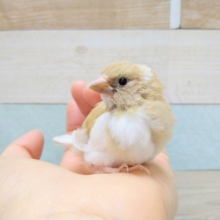 淡いベージュのキレイな十姉妹さんいますよ！