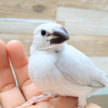 まるで宝塚に出てきそうな美形シルバー文鳥いますよ！