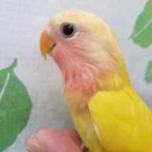 にぎにぎ大好きコザクラインコさん💗