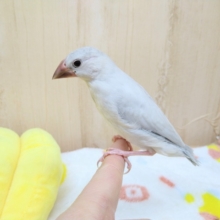 最新画像あり！カッコイイカラーシルバー文鳥のヒナが来ました！